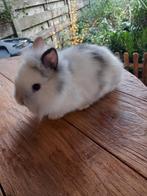 Prachtige leeuwenkop konijntjes supertam kleinblijvend, Dieren en Toebehoren, Konijnen