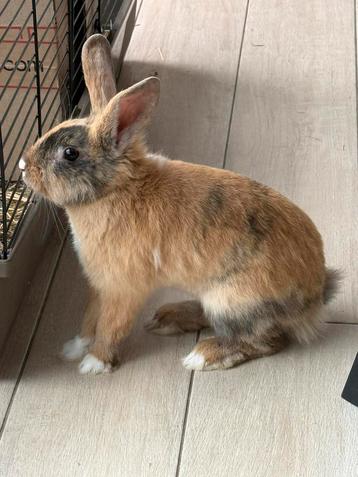 🐰 Jeune lapin à adopter – né en mars 2025 beschikbaar voor biedingen