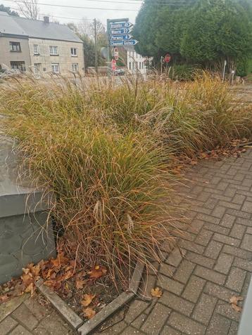 Gras 1M hoog  beschikbaar voor biedingen