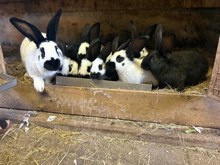 Mooie raszuivere Groot Lotharingers (reuze vlinders), Dieren en Toebehoren, Konijnen, Groot, Meerdere dieren, 0 tot 2 jaar