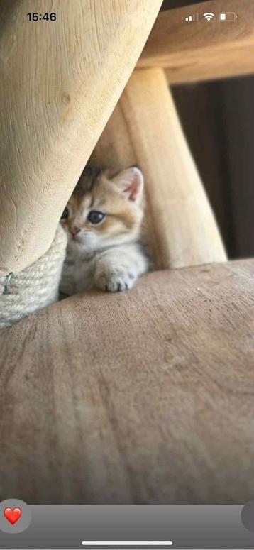 Britse korthaar kittens met stamboom beschikbaar voor biedingen