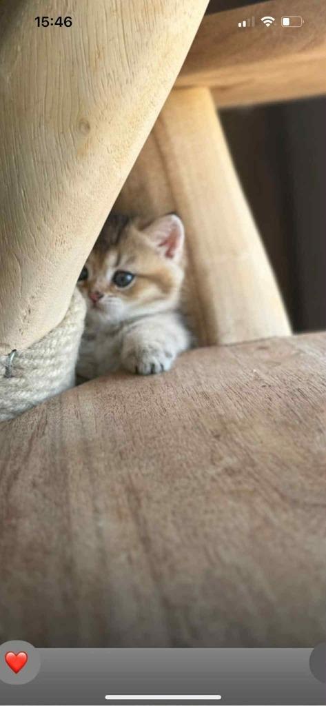 Britse korthaar kittens met stamboom, Dieren en Toebehoren, Katten en Kittens | Raskatten | Korthaar, Meerdere dieren, 0 tot 2 jaar