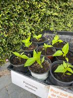 Plants de poivron, Ophalen