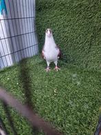 duiven, Dieren en Toebehoren, Vogels | Duiven
