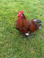 Cochin haantje, Dieren en Toebehoren, Pluimvee