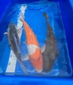 Koi japonais de très bonne qualité
