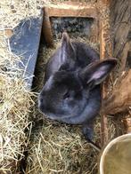 Blauwe wener, Dieren en Toebehoren, Konijnen, Mannelijk, Middelgroot, 0 tot 2 jaar