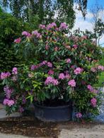 Rhododendrons ponticum, Tuin en Terras, Ophalen