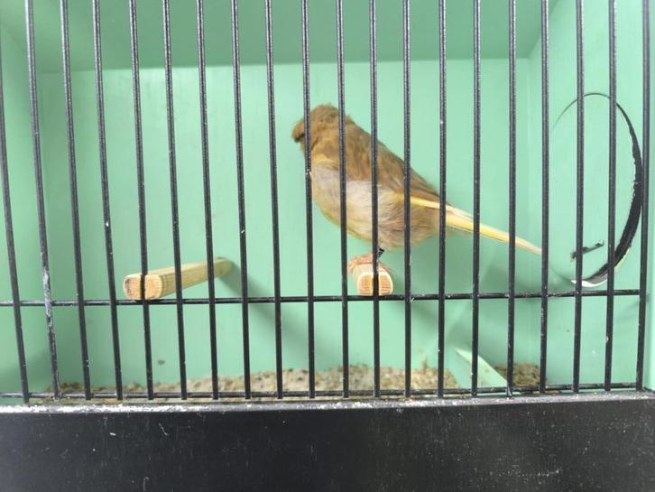 jonge koppels gloster voor kweek 2026, Dieren en Toebehoren, Vogels | Kanaries, Postuurkanarie, Meerdere dieren