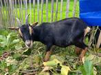 geiten, Dieren en Toebehoren, Geit