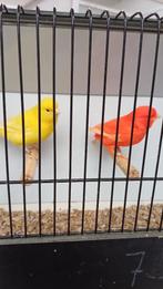 Verschillende vogels, Dieren en Toebehoren, Vogels | Overige Vogels