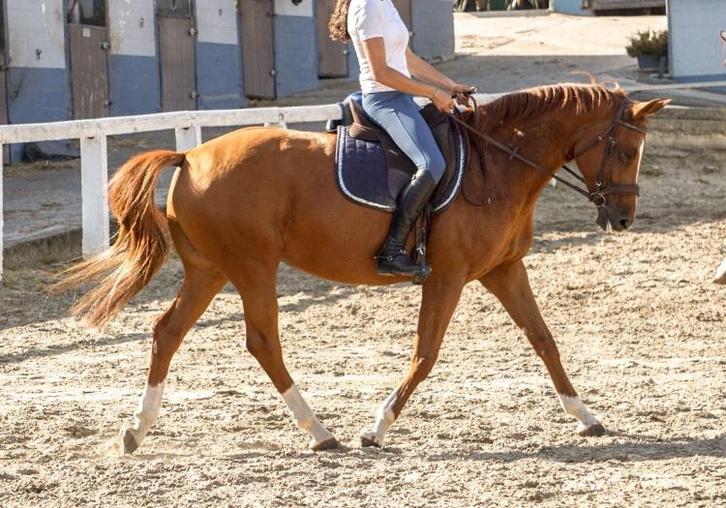 Topdressuurmerrie, Dieren en Toebehoren, Paarden, Merrie