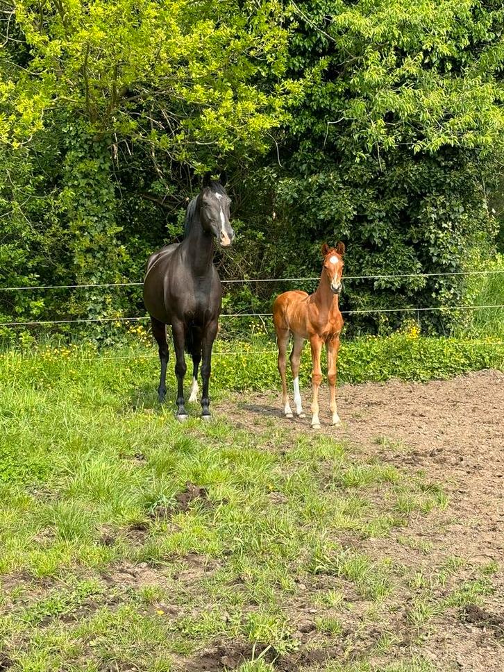 Fokmerrie 2018, Dieren en Toebehoren, Paarden, Merrie, L, 170 tot 175 cm, 7 tot 10 jaar, Dressuurpaard