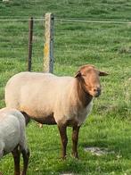 Ardense voskop stamboek ram, Dieren en Toebehoren, Schapen, Geiten en Varkens, Mannelijk, Schaap, 3 tot 5 jaar