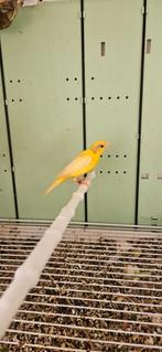 Koppel raza ispanjol, Dieren en Toebehoren, Vogels | Kanaries, Meerdere dieren, Kleurkanarie