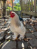 Jong haantje, Dieren en Toebehoren, Pluimvee, Mannelijk, Kip