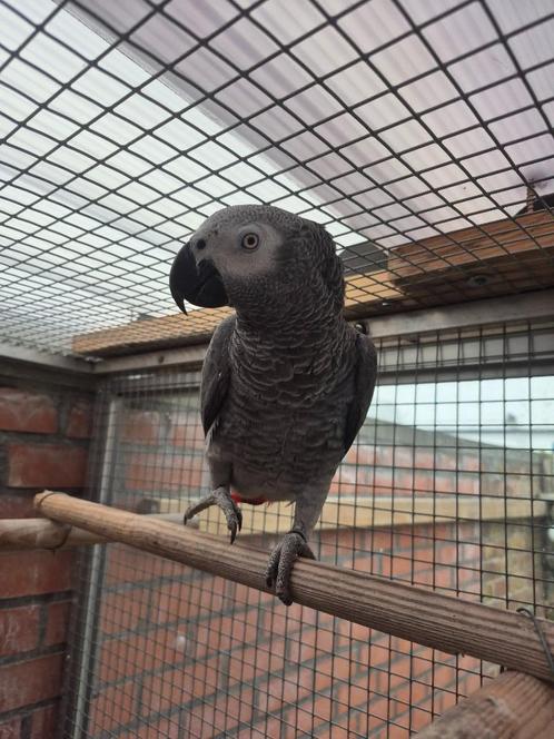 Grijze Roodstaartpapegaai, Dieren en Toebehoren, Vogels | Parkieten en Papegaaien, Papegaai, Mannelijk, Pratend, Tam, Geringd
