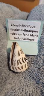 coquillage cône hébraïque, Ophalen of Verzenden, Gebruikt, Overige soorten, Overige typen