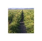 Thuja Brabant aan PROMO prijzen., Enlèvement, Taxus