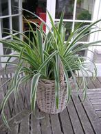 Graslelie in rieten korf, Huis en Inrichting, Kamerplanten, Overige soorten, In pot, Minder dan 100 cm, Halfschaduw