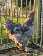 Koppel Brahma groothoenders van 2025, Dieren en Toebehoren, Pluimvee