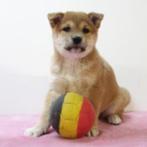 Vrolijke Belgische Shiba Inu-puppy's te koop, België, CDV (hondenziekte), 8 tot 15 weken, Meerdere