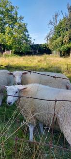 Schapenbokken, Dieren en Toebehoren, Schapen, Geiten en Varkens, Mannelijk, Schaap, 0 tot 2 jaar