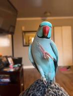 Handtamme pratende halsbandparkiet, Mannelijk, Parkiet, Pratend