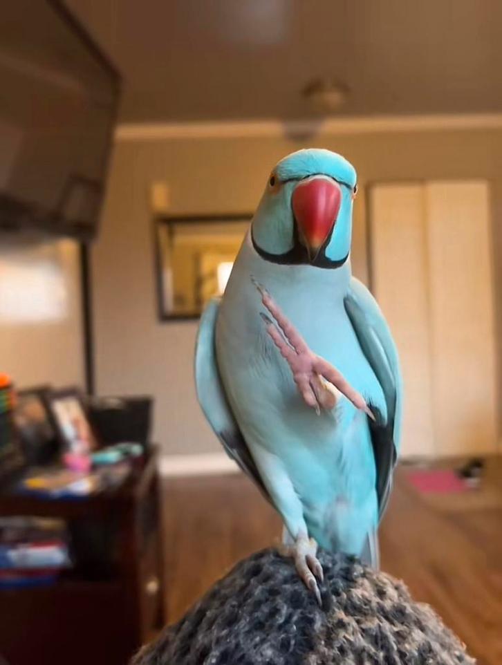 Handtamme pratende halsbandparkiet, Dieren en Toebehoren, Vogels | Parkieten en Papegaaien, Parkiet, Mannelijk, Pratend, Tam, Geringd