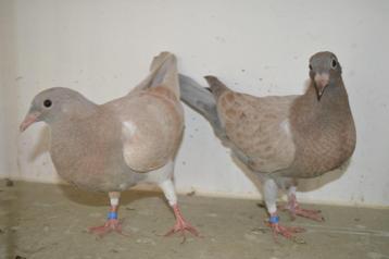kleurpostduiven, Sexe inconnu, Pigeon voyageur