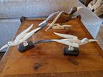 Afrikaanse koloniale vogels, Antiek en Kunst, Ophalen of Verzenden