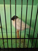 Gloster kuif, Dieren en Toebehoren, Vogels | Kanaries, Mannelijk, Postuurkanarie