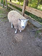 2 ooien en 1 boklam, Meerdere dieren, Schaap, 3 tot 5 jaar