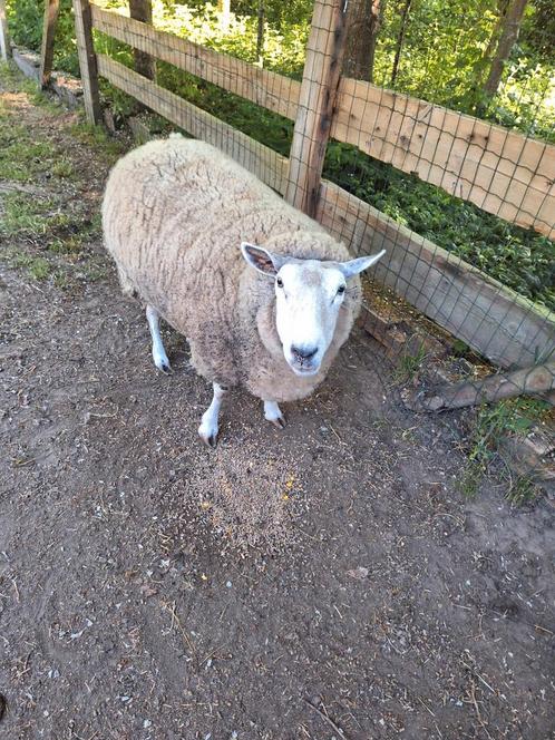 2 ooien en 1 boklam, Dieren en Toebehoren, Schapen, Geiten en Varkens, Schaap, Meerdere dieren, 3 tot 5 jaar