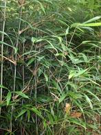 Bamboe Bashania fargesii Bergbamboe, Halfschaduw, Vaste plant, Overige soorten, Ophalen