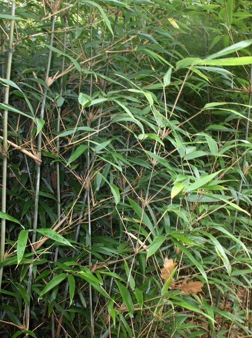 Bamboe Bashania fargesii Bergbamboe, Tuin en Terras, Planten | Tuinplanten, Vaste plant, Overige soorten, Halfschaduw, Bloeit niet