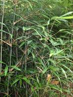 Bambou Bashania fargesii Bambou de montagne, Jardin & Terrasse, Plantes | Jardin, Enlèvement, Autres espèces, Ne fleurit pas, Mi-ombre