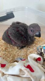 Bebe eclectus, Dieren en Toebehoren, Vrouwelijk, Papegaai, Geringd