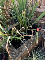 gele lis waterplant, Ophalen, Gebruikt