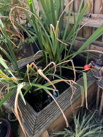gele lis waterplant beschikbaar voor biedingen