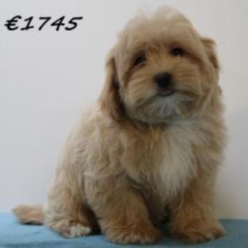 Cavapoo puppy's te koop, 15 weken tot 1 jaar, Buitenland, CDV (hondenziekte), Meerdere