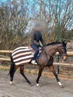 A vendre AQPS 6ans, Enlèvement