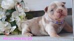 Exclusive Unieke American Bully Pups, Hépatite contagieuse (maladie de Rubarth), Autres races, Plusieurs, Belgique