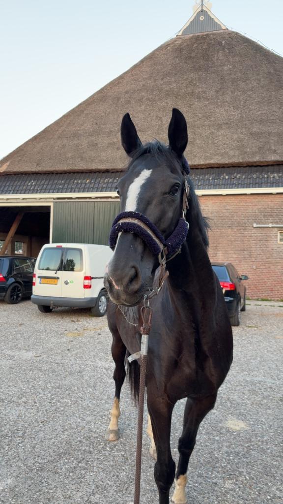 JamesonRS2 merrie, Dieren en Toebehoren, Paarden, Merrie, B, 160 tot 165 cm, 3 tot 6 jaar, Dressuurpaard, Met stamboom, Gechipt