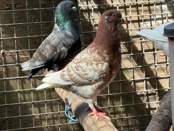 Laatste KING DUIVEN @15€ beschikbaar voor biedingen