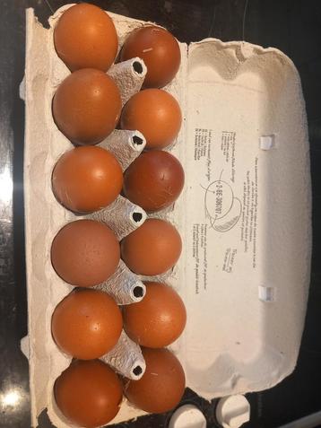 Marans broedeieren  beschikbaar voor biedingen