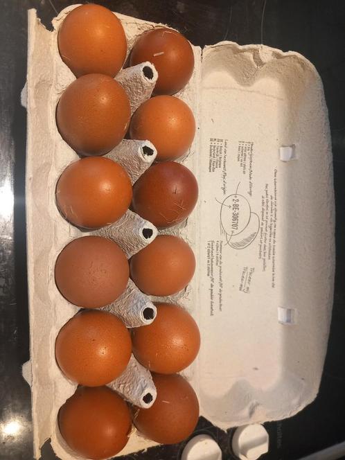 Marans broedeieren, Dieren en Toebehoren, Pluimvee | Toebehoren, Zo goed als nieuw, Ophalen of Verzenden