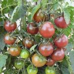 Tomatenplant Black Cherry, Ophalen