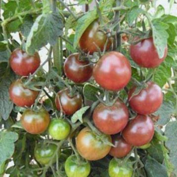 Tomatenplant Black Cherry beschikbaar voor biedingen