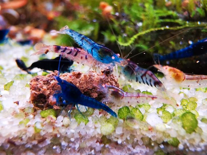 Blue/mix tiger OE garnalen, Dieren en Toebehoren, Vissen | Aquariumvissen